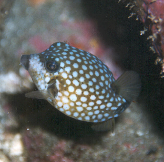 Ostracion immaculatus